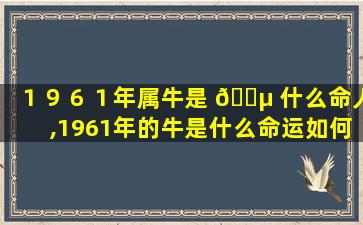 １９６１年属牛是 🐵 什么命人,1961年的牛是什么命运如何